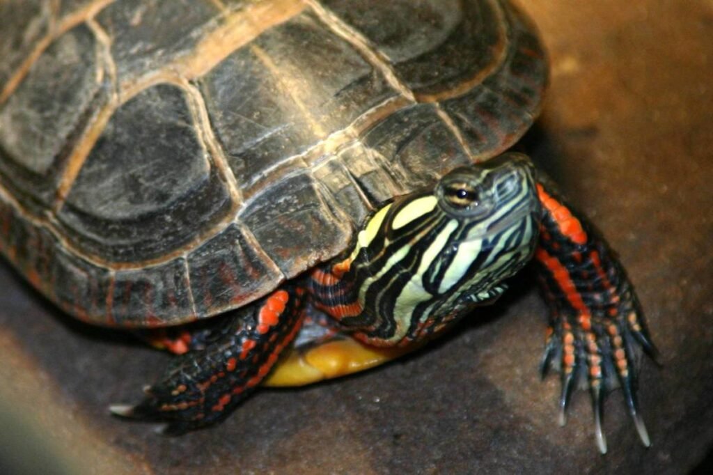 Exploring How Long Can Painted Turtles Hold Their Breath