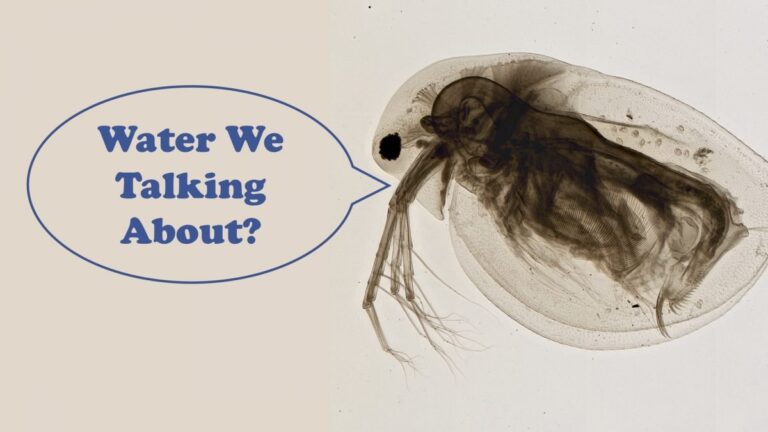 Discover How Long Does It Take A Flea To Drown: Facts Revealed