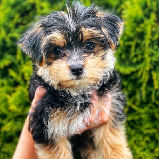 Understanding The Price: How Much Are Morkie Puppies