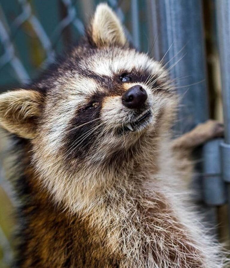 Effective Ways To Treat A Raccoon With Distemper